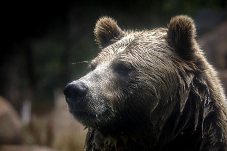 In British Columbia in Kanada gab es Verletzte beim Angriff eines Grizzlybärs auf eine Schulklasse. (Symbolbild)