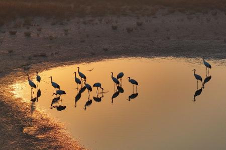 Vögel des Glücks: Kraniche stehen in der chinesischen Provinz Jiangsu und spiegeln sich im Wasser.