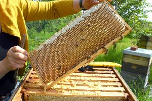Eine Imkerin bei der Arbeit - in der Wabe dürfte jede Menge Honig sein. (Symbolfoto)