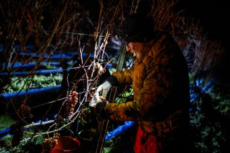Ein Helfer erntet die gefrorenen Weintrauben in Ballrechten-Dottingen in Baden-Württemberg.