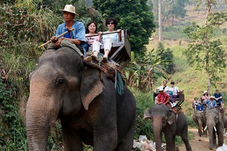 Noch immer werden Elefanten in Thailand für Touristenritte ausgebeutet - aber immer mehr Camps steigen auf eine tierfreundlichere Behandlung um. (Archivbild)