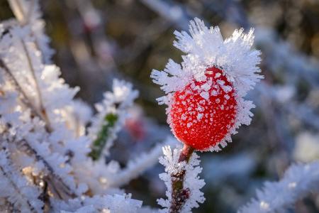 Raureif bedeckt eine Hagebutte in Brandenburg.