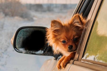 Sicherer Platz für Tiere