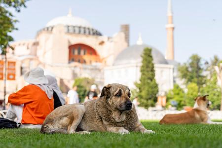 Straßenhunde in Istanbul sollen künftig nicht mehr gefüttert werden dürfen. (Archivbild)
