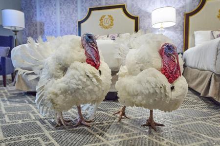 Die Truthähne "Waddle" und "Gobble", die vor Thanksgiving symbolisch vom US-Präsidenten "begnadigt" werden, stehen in ihrem Hotelzimmer.