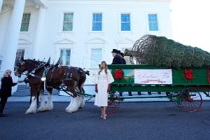 Melania Trump und der Weihnachtsbaum fürs Weiße Haus