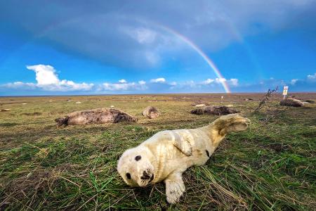 Räkeln vor Regenbogen: Junge Kegelrobbe in Nord-Lincolnshire.