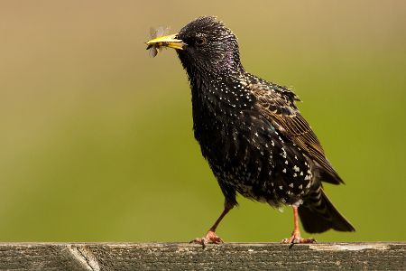 Insektizidverbot wirkt: Rückkehr der Vögel