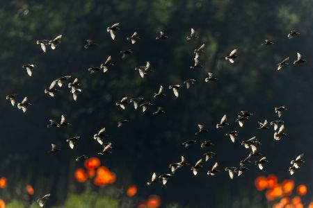 Schwarm Vögel in der Natur