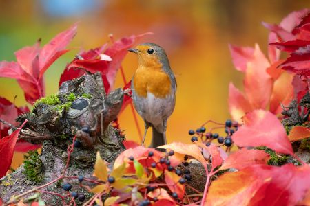 Rotkehlchen sitzt vor bunt gefärbten Blättern und Beeren im Herbstwald