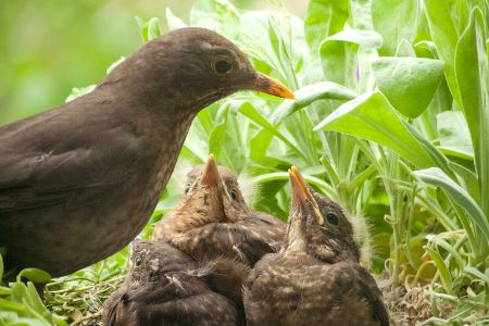 Eine Amselmutter mit ihren Küken