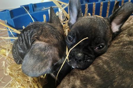 Die EU will strenger gegen illegalen Tierhandel vorgehen. (Symbolbild)