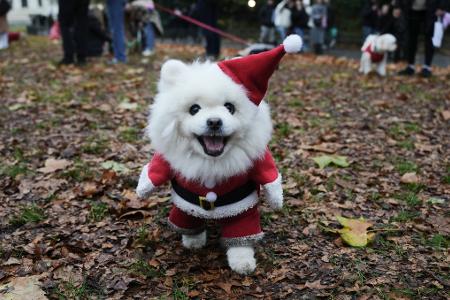 Ein Hund nimmt an der Weihnachtspulli-Parade von "Rescue Dogs of London and Friends" teil.