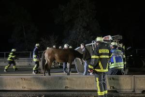 Aus dem Pferdeanhänger befreites Pferd