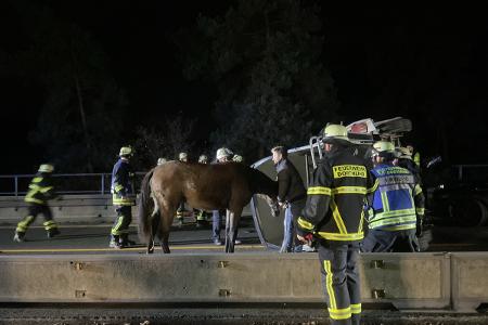 Aus dem Pferdeanhänger befreites Pferd