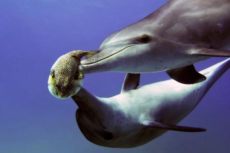 Delfine stehen auf Kugelfischgift