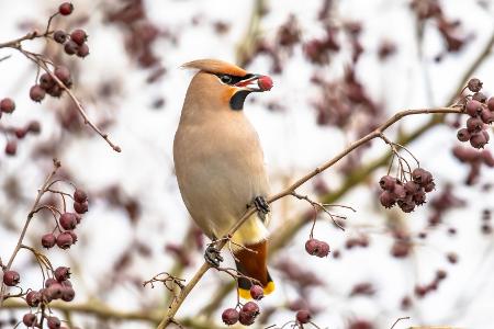 Fermentierte Vogelbeeren