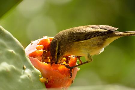 Vögel fleigen auf fermentiertes Obsta