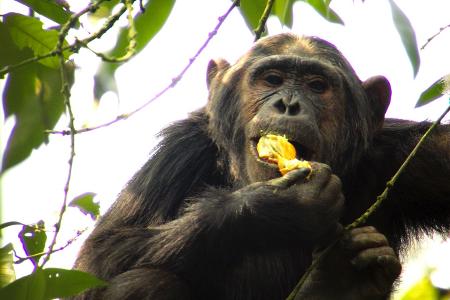 Schimpansen schätzen vergorenen Sternäpfel