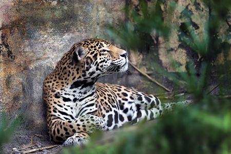 Jaguare auf psychodelischem Trip