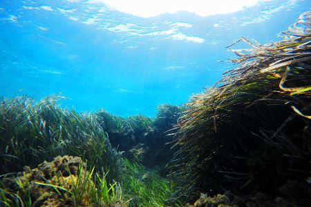 Unterwasseraufnahme von Seegras