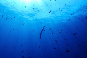 Bisher gibt es für die Hochsee keine einheitlichen Umweltregeln. (Symbolbild)