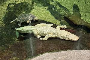 Albino-Alligator Claude lag meist regungslos auf einem beheizten Felsen oder schwamm mit Schildkröten durch sein Becken. (Archivbild)