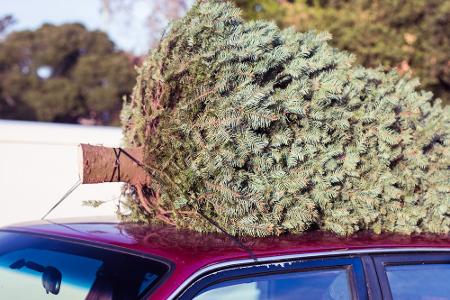 Stamm voraus aufs Dach