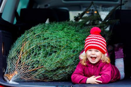 Kleine Bäume im Kofferraum