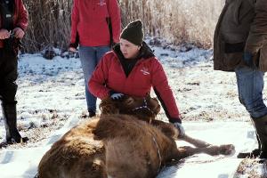 Nach etwa einem halben Jahr ist die Kuh Arielle eingefangen worden. (Handout)