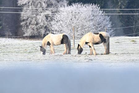 Eissalat: Zwei Pferde grasen auf einer mit Raureif bedeckten Wiese in Baden-Württemberg.