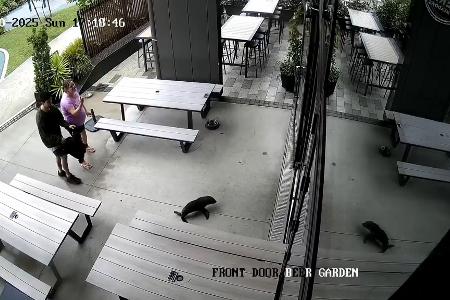 Das niedliche Robbenbaby watschelte plötzlich durch die Vordertür ins Pub.
