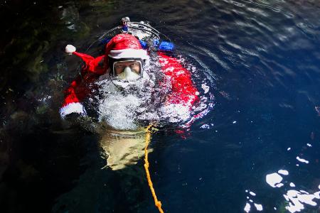 Ein Meeresbiologe im Nikolauskostüm taucht in das 250.000 Liter fassende Becken im Multimar-Wattforum in Tönning, um die Fische zu füttern.
