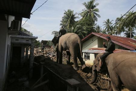 In den betroffenen Gebieten im Norden Sumatras gibt es stellenweise nur für Elefanten ein Durchkommen. 