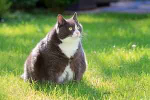 "Abnehmspritzen" für Katzen
