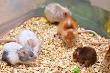 Mehrere Mäuse in einem Käfig