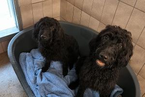 Fundhunde im Tierheim Flensburg

Quelle: Tierheim Flensburg - Tierschutz Flensburg und Umgebung e.V.