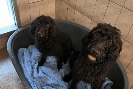 Fundhunde im Tierheim Flensburg
Quelle: Tierheim Flensburg - Tierschutz Flensburg und Umgebung e.V.