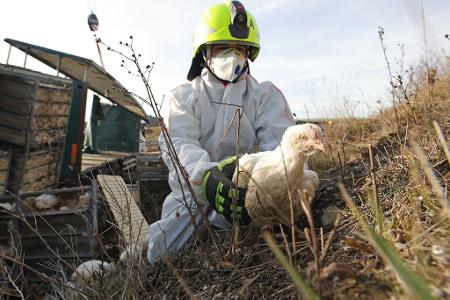 Gerettet: Feuerwehrmann Dustin fängt ein Huhn am Fahrbahnrand der A36 ein. Ein mit 5000 Hühnern beladener Lkw war auf der Autobahn zwischen Quedlinburg und Thale verunglückt.