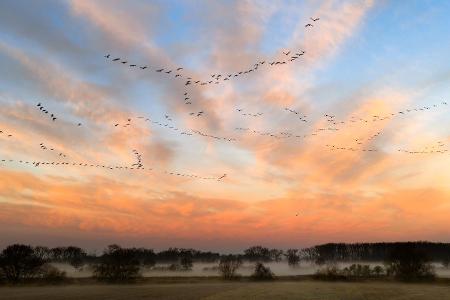 Vogelschwärme fliegen vor dem vom Sonnenaufgang gefärbten Morgenhimmel in der Leinemasch in der Region Hannover.