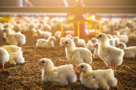 Männlich oder weiblich?