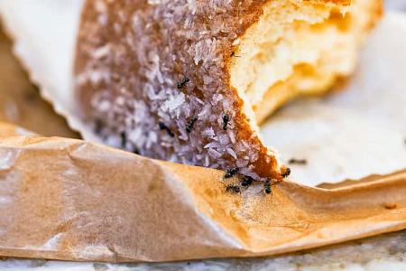 Ungeziefer im Wohnwagen