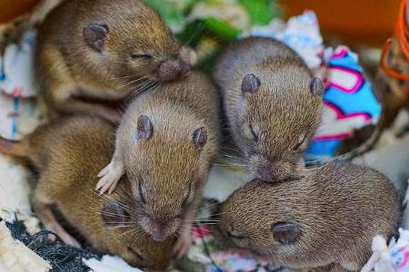 Ungeziefer im Wohnwagen