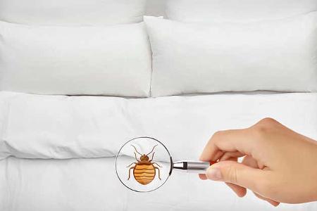 Ungeziefer im Wohnwagen