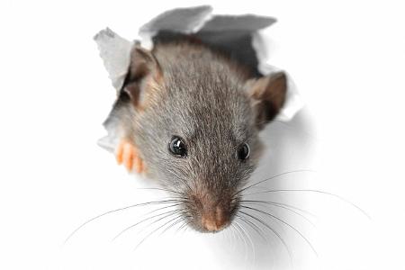 Ungeziefer im Wohnwagen