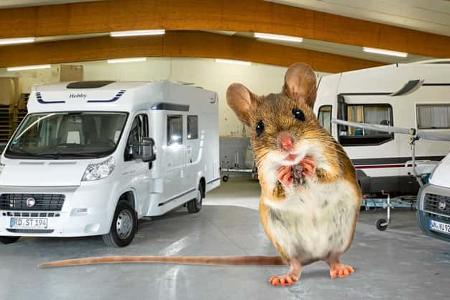 Schutz vor Ungeziefer