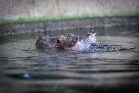 Kecke Ohren: Willi Wackelöhrchen
