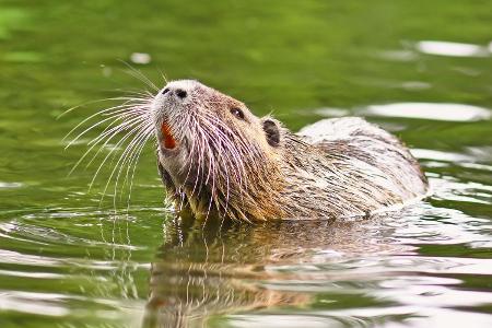 Nutria