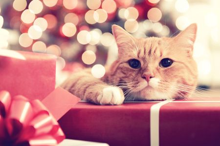 Katze mit Geschenken unterm Weihnachtsbaum