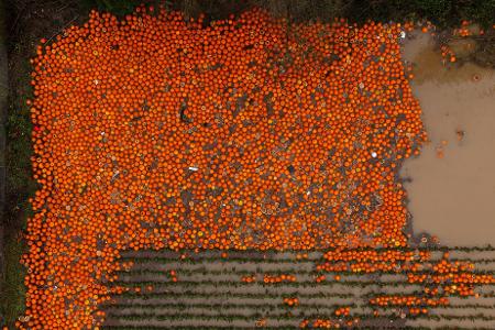 Kürbisse liegen auf einem überschwemmten Feld bei Kent, Washington.